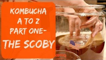 VIDEO: How To Make/Grow Kombucha Scoby At Home Using Store-bought Kombucha