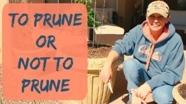 VIDEO: Pruning Tomato Plants – Determinate vs Indeterminate Tomatoes – Do You Need to Prune Tomato Plants