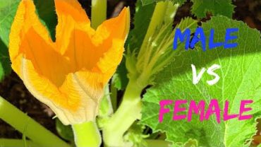 VIDEO: HOW TO POLLINATE SUMMER SQUASH & THE DIFFERENCE BETWEEN MALE & FEMALE FLOWERS – VIEWER’S ADVISE