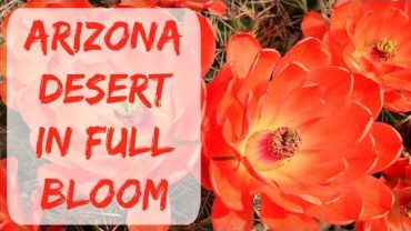 VIDEO: Cactus Blossoms – #Arizona – The Home Of The Most Beautiful Cactus Flowers