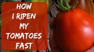 VIDEO: How To Ripen Green Tomatoes Indoors Fast Without Paper Bag or Cardboard Box