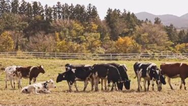 VIDEO: 지도에 없는 숨은 핫플. 제주도 필수코스를 알려드려요  [우리의식탁]