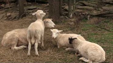 VIDEO: Which Lamb to Choose?