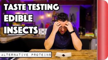 VIDEO: Taste Testing Edible Bugs & Insects | Alternative Proteins | Sorted Food