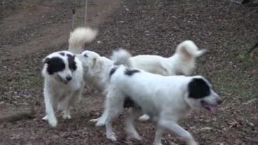 VIDEO: Moses, Maggie, Major and Millie REUNITE!