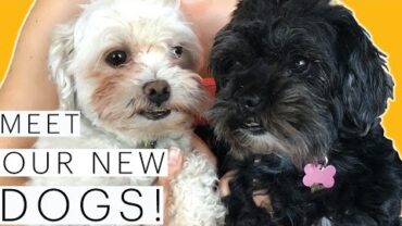 VIDEO: 10 Reasons to Adopt a Pet | Meet our dogs! | Our Adoption Story | Rescue Dogs | The Edgy Veg