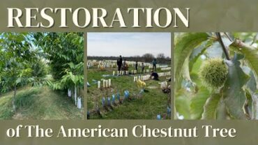 VIDEO: Restoration of The American Chestnut Tree