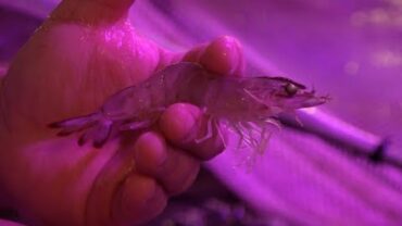 VIDEO: Rolling Blue Farm – Salt Water Shrimp in Lexington, KY