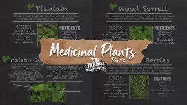 VIDEO: NATIVE MEDICINAL PLANTS 2 | Plantain, Wood Sorrell, Virginia Creeper, Juniper Berries