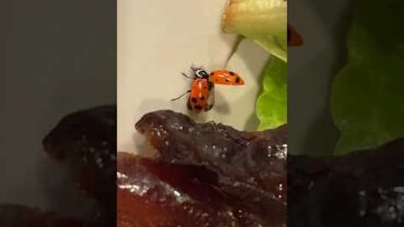 VIDEO: Nice surprise I’m my dinner salad 😍 #ladybug #salad