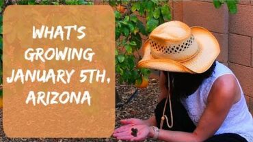 VIDEO: A Gardening Video – Arizona Garden in January, 2018