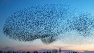 VIDEO: LIVE: Day 4 Starling Murmuration – Nottingham West Bridgford