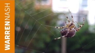 VIDEO: How do spiders make webs – LG G4 video test 4K – Out of the Kitchen