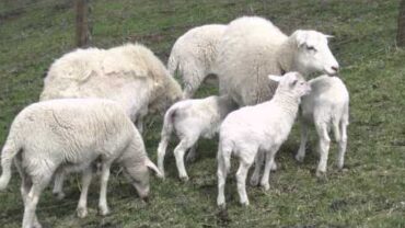 VIDEO: Raising Hair Sheep