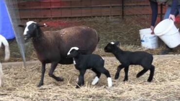 VIDEO: Moving the New Baby Lambs