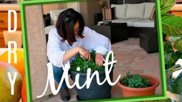 VIDEO: HOW TO DRY MINT LEAVES FOR COOKING AND FOR TEA – WITHOUT DEHYDRATOR – DRYING HERBS AT HOME