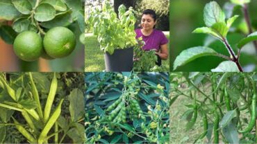 VIDEO: My Garden Tour Live Streaming Bhavna’s Kitchen