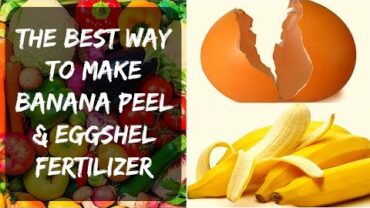 VIDEO: Eggshell Fertilizer + Banana Peel – Potassium & Calcium for Tomatoes & Peppers in Your Garden