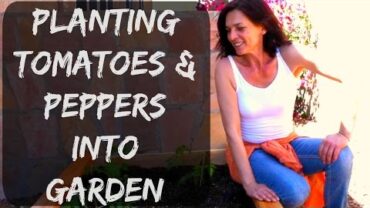 VIDEO: How To Plant Tomatoes & Peppers into Raised Bed Vegetable Garden in Arizona – Organic Gardening Tips