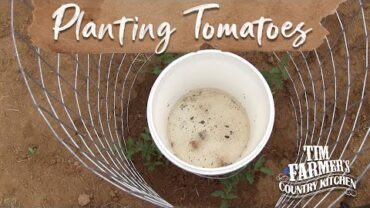 VIDEO: NEW WAY to Plant Tomatoes in Your Garden!