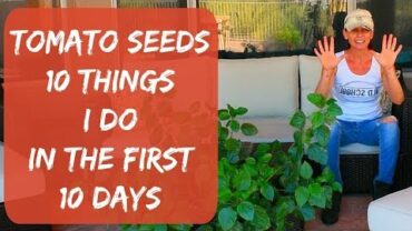 VIDEO: 10 Tips On Growing Tomatoes From Seed – Growing Tomatoes In Arizona