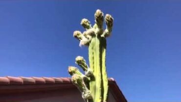 VIDEO: A Nice Surprise – My San Pedro Cactus is About to Blossom