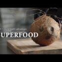 VIDEO: How to open a coconut without hammer