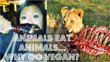 VIDEO: ANIMALS EAT OTHER ANIMALS, SO WE SHOULD TOO ♥ Cheap Lazy Vegan