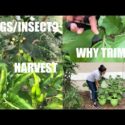 VIDEO: Garden Tips & Tour Keep Bugs Away from the Plants More Vegetables Video Recipe | Bhavna’s Kitchen