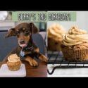 VIDEO: Easy Dog Birthday Cupcakes (Vegan, Gluten-Free + 1-Bowl)